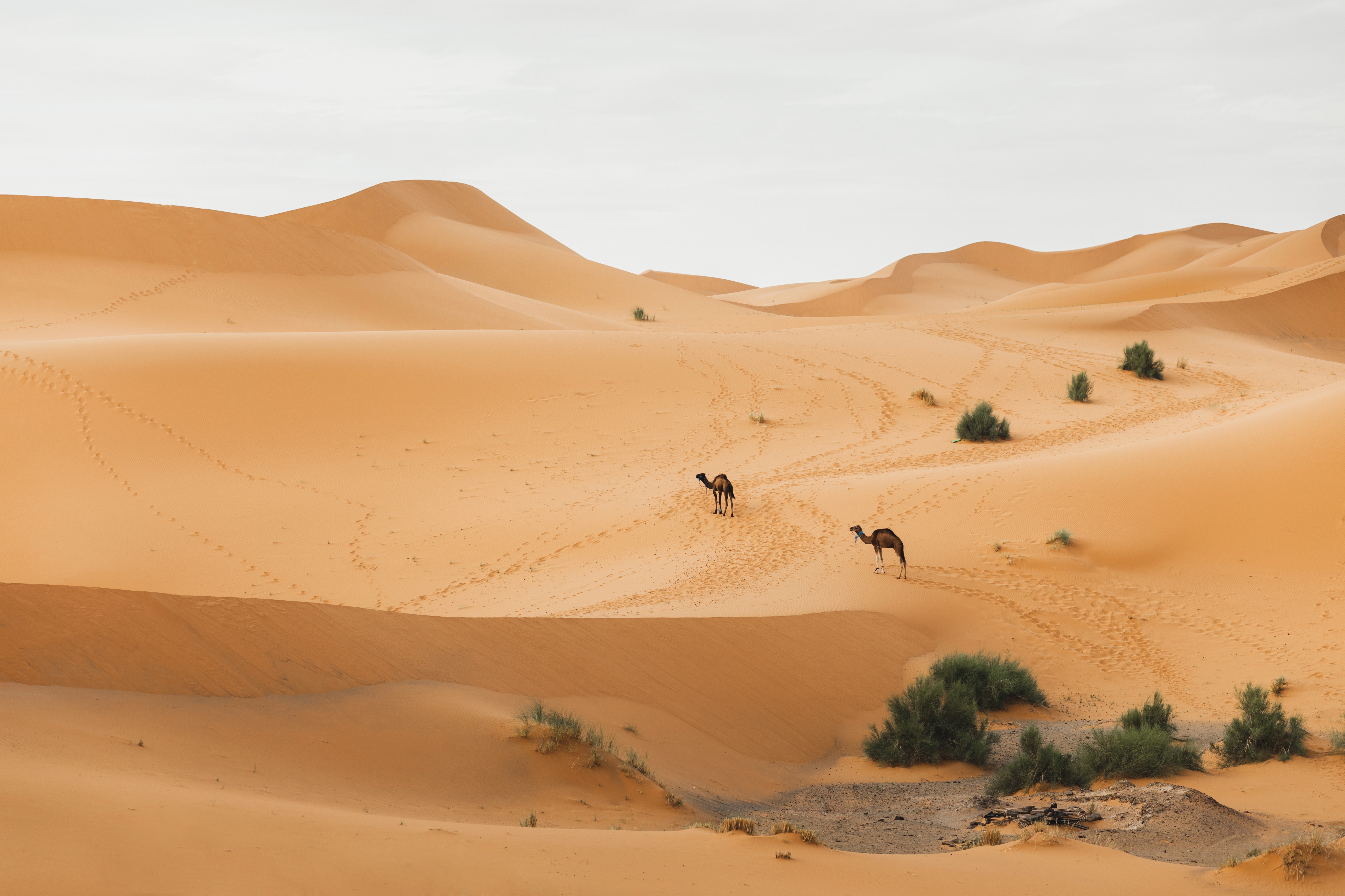 Two camel walking in Sahara desert, Morocco. Sand dunes on background. African animals